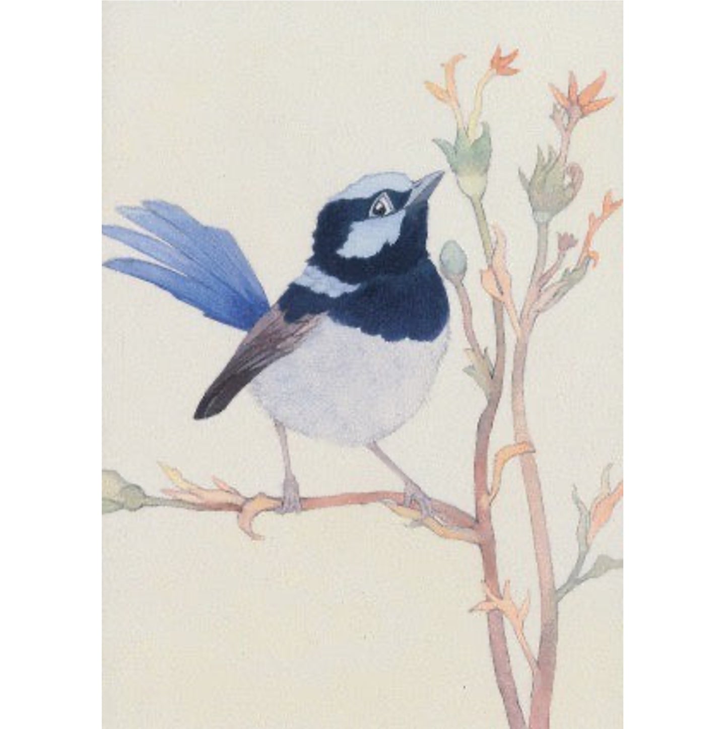 Superb Fairy-Wren Greeting Card