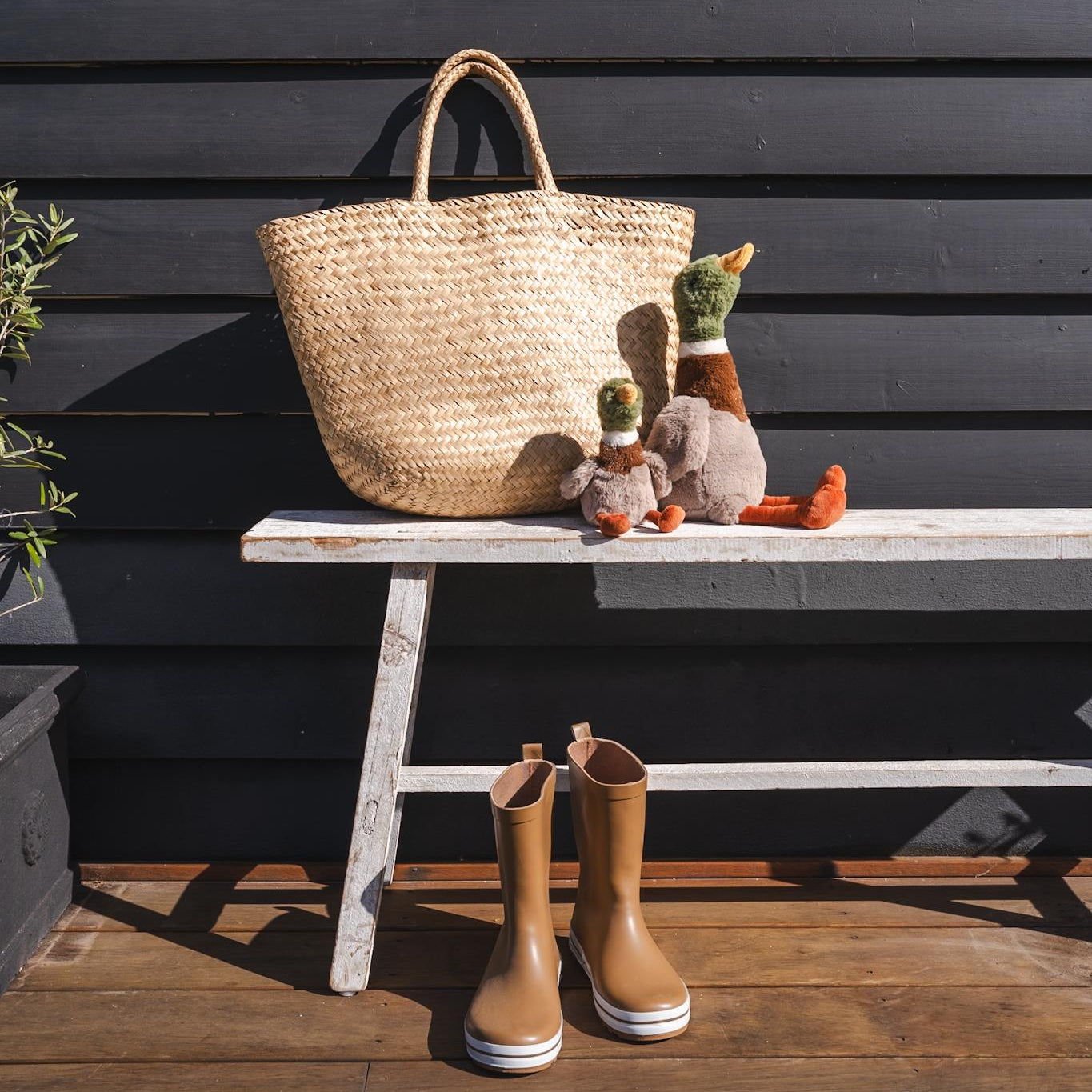 Hugo the Mallard Duck