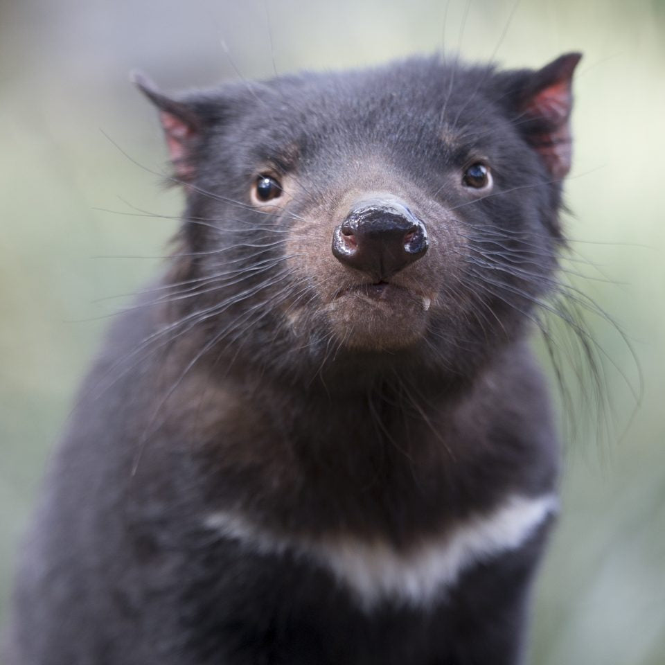 Tassie Devil Tea