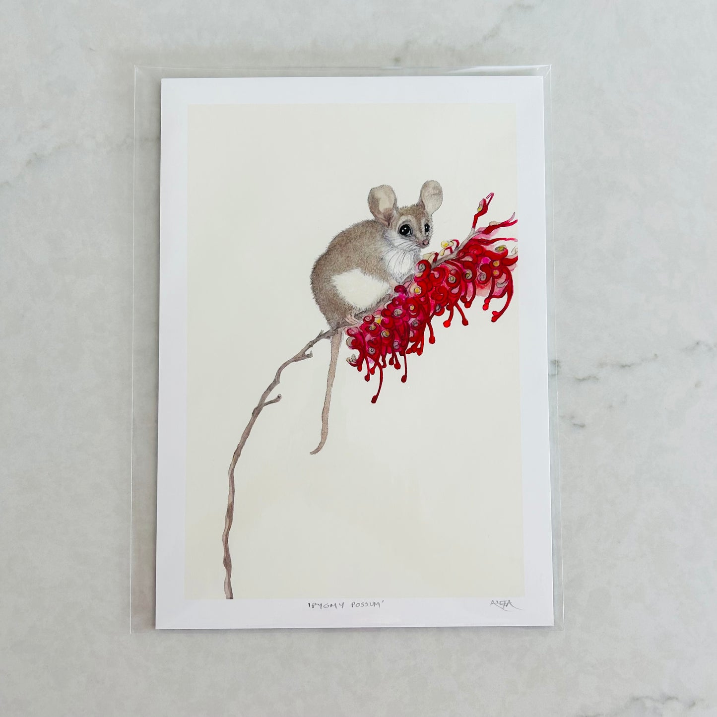 Pygmy Possum Art Print
