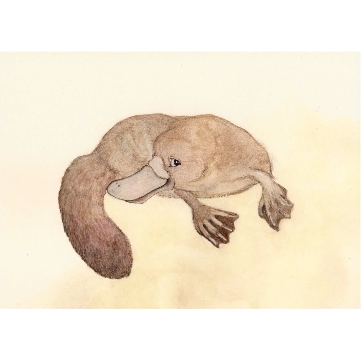 Platypus Greeting Card