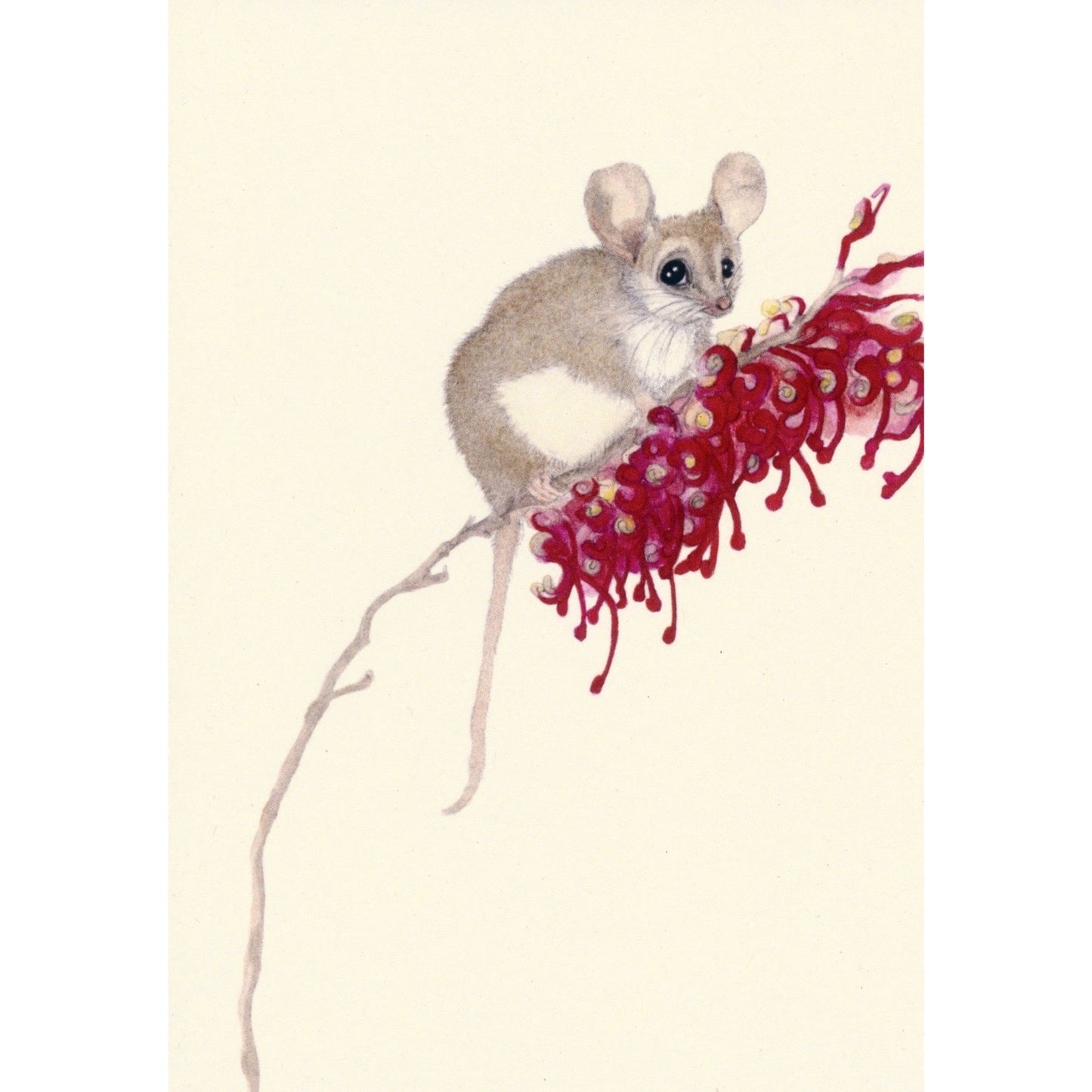 Pygmy Possum Greeting Card
