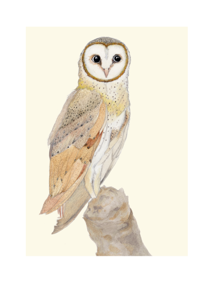 Tasmanian Masked Owl Art Print