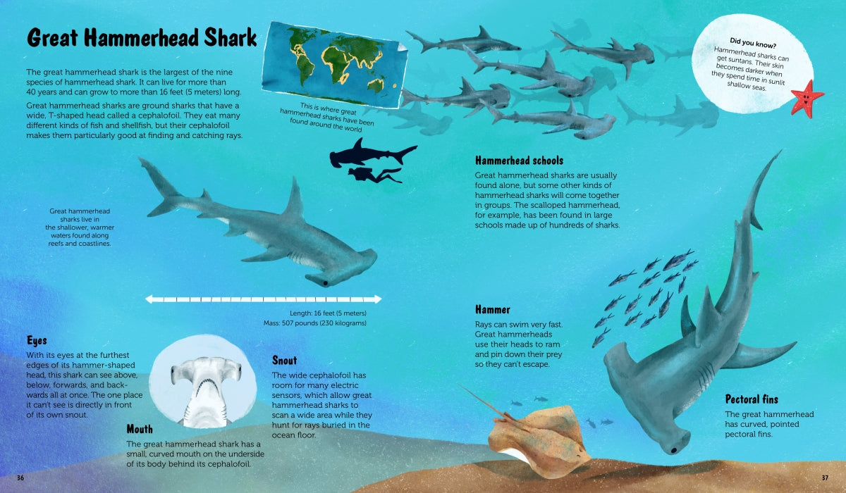 The World of Sharks