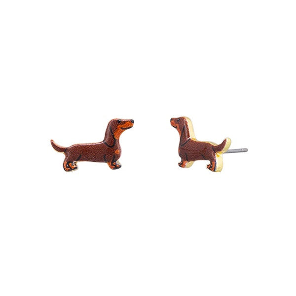 Chocolate Dachshund  Studs
