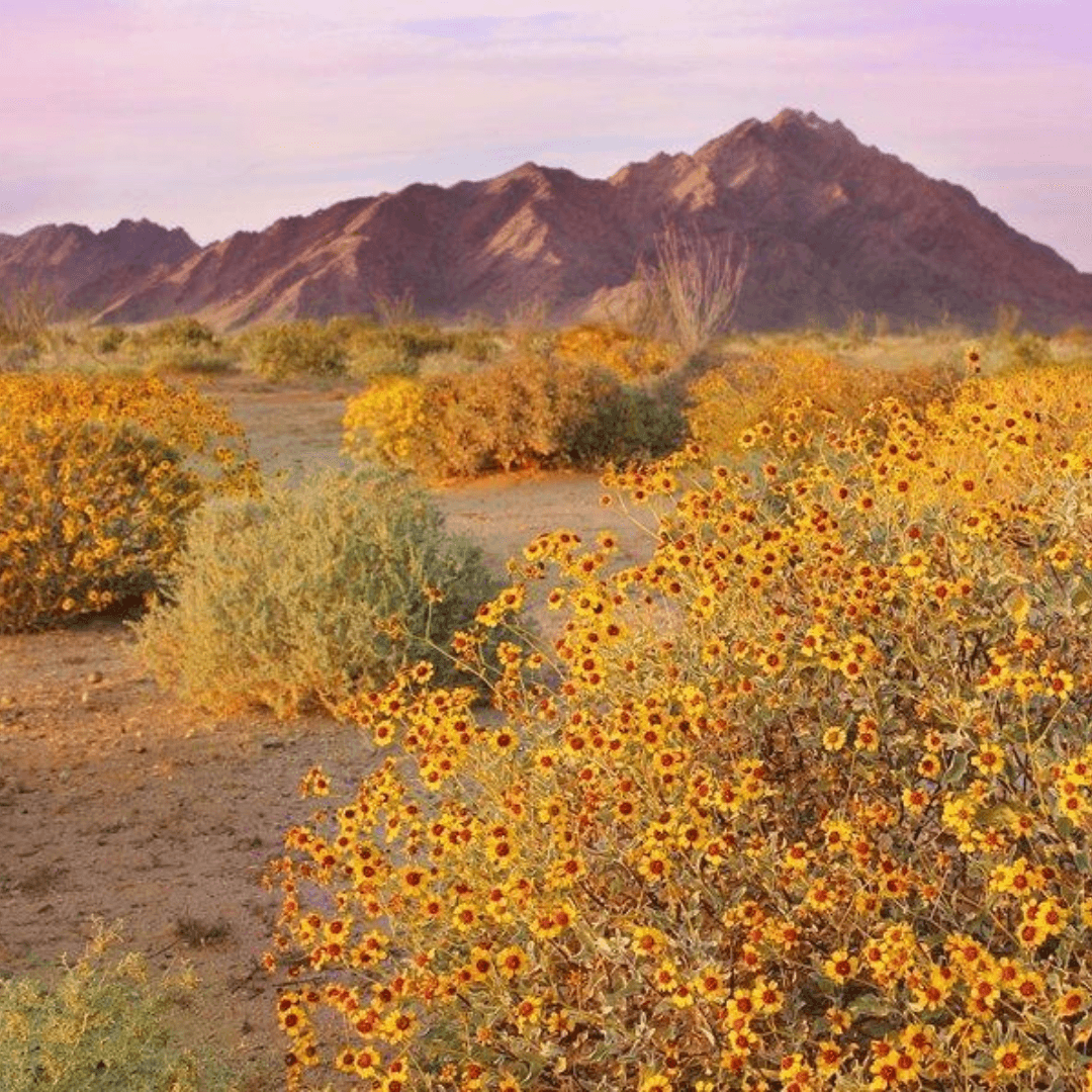 Wilpena Reed Diffuser Refill
