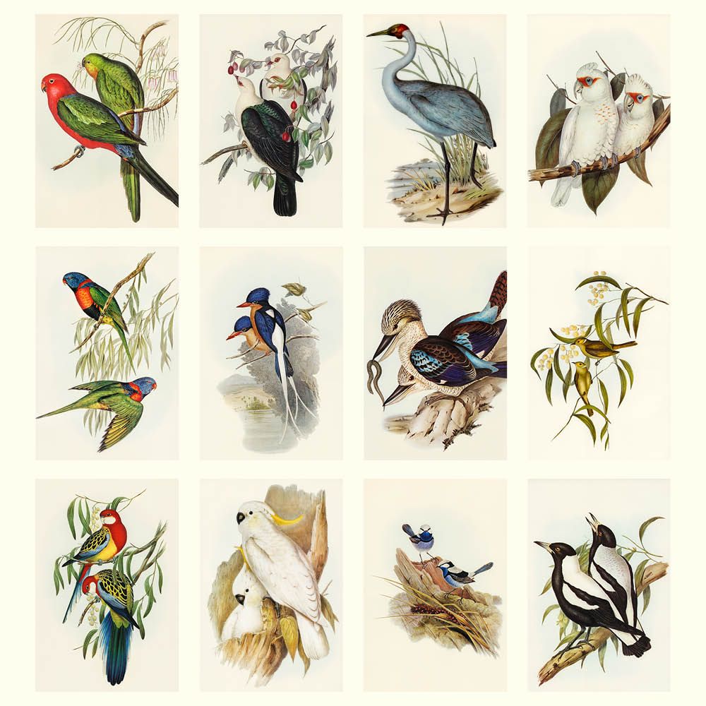 John Gould Australian Birds 2027 Calendar