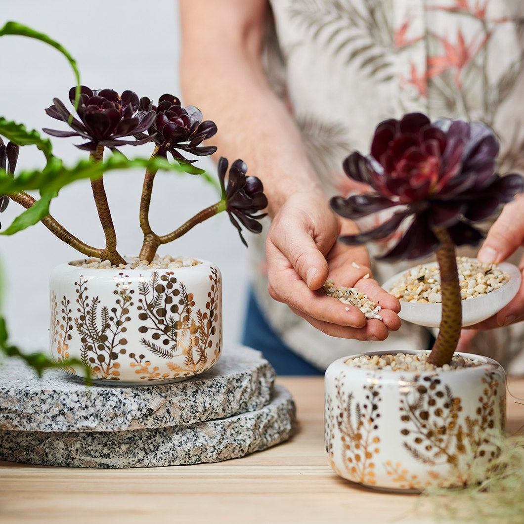 Golden Wattle Succulent Pot