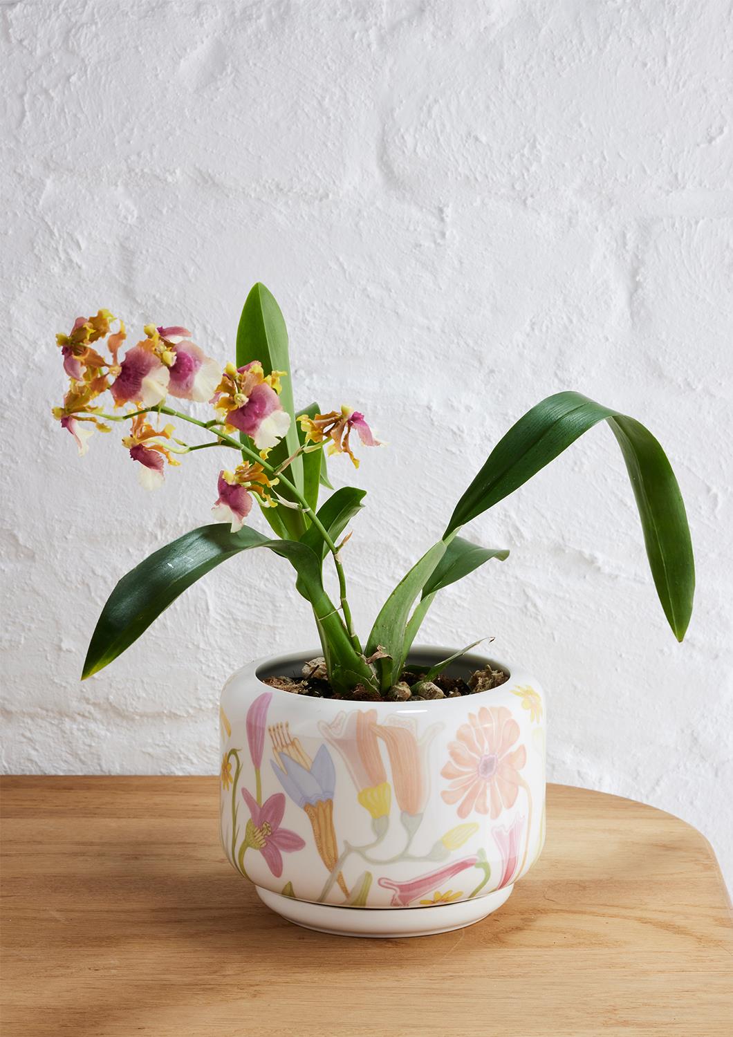 Flower Field Succulent Pot
