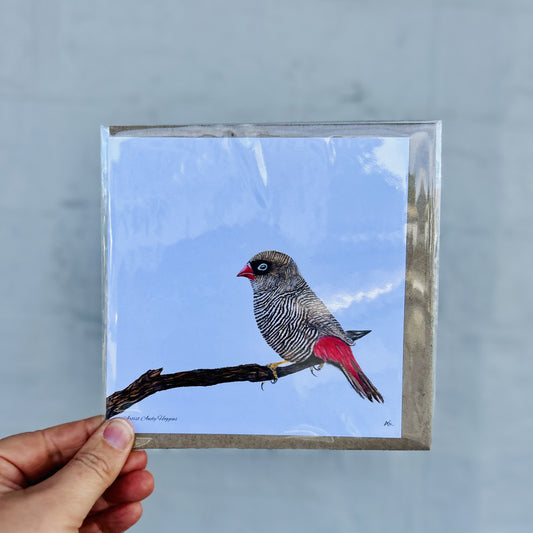 Beautiful Firetail Greeting Card