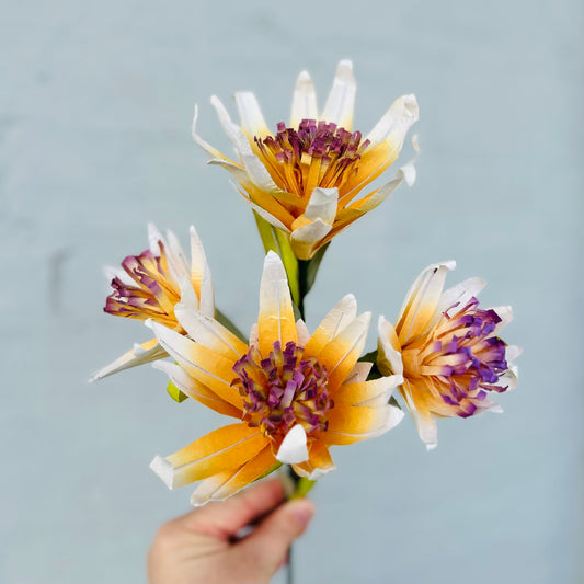 Paper Flower Protea Bunch Apricot