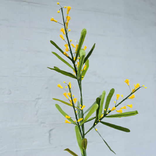 Paper Flower Wattle Stem