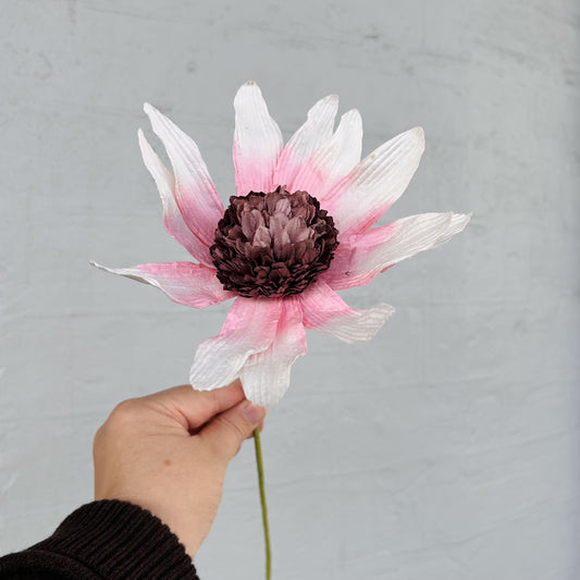 Garden Echinacea White Paper Flower