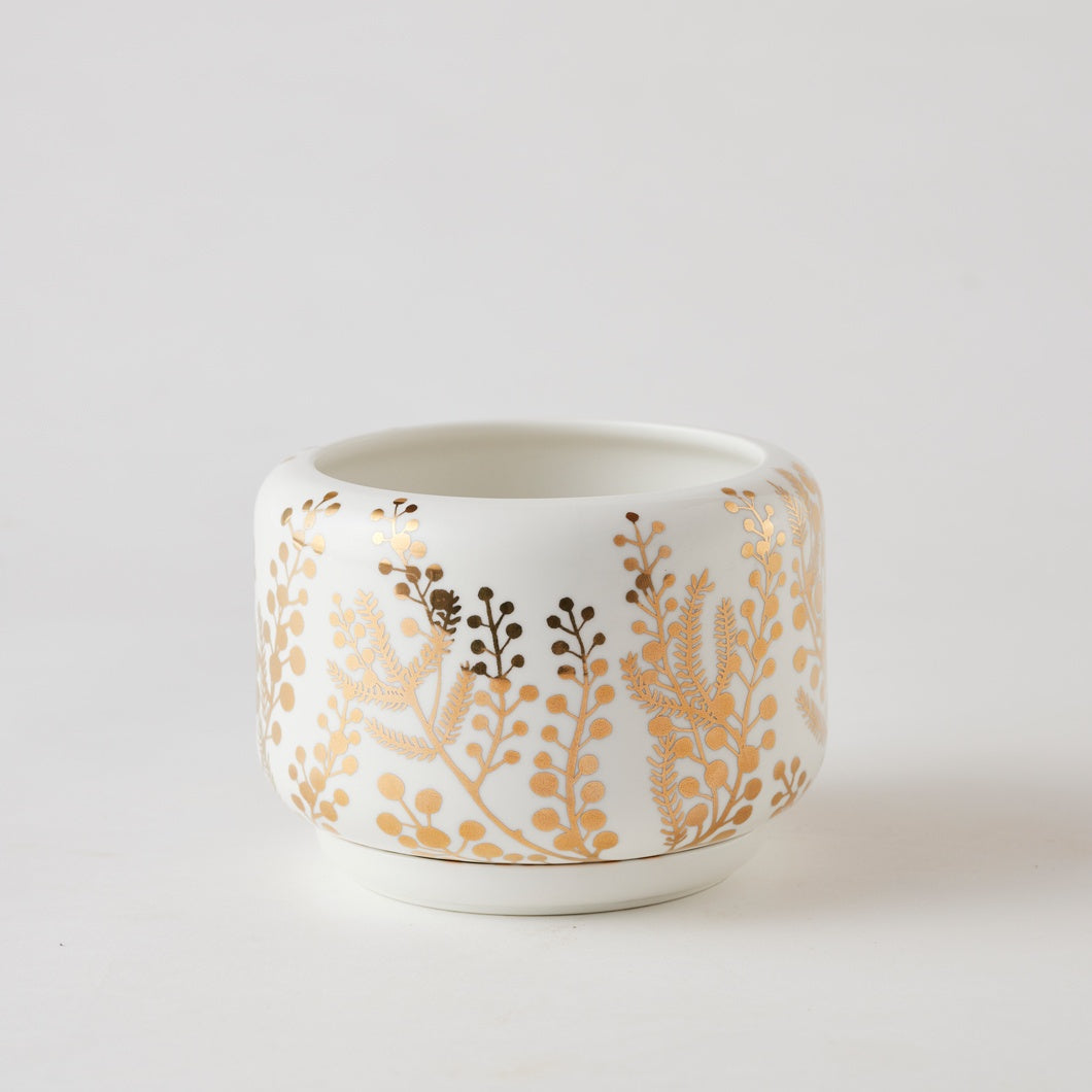 Golden Wattle Succulent Pot