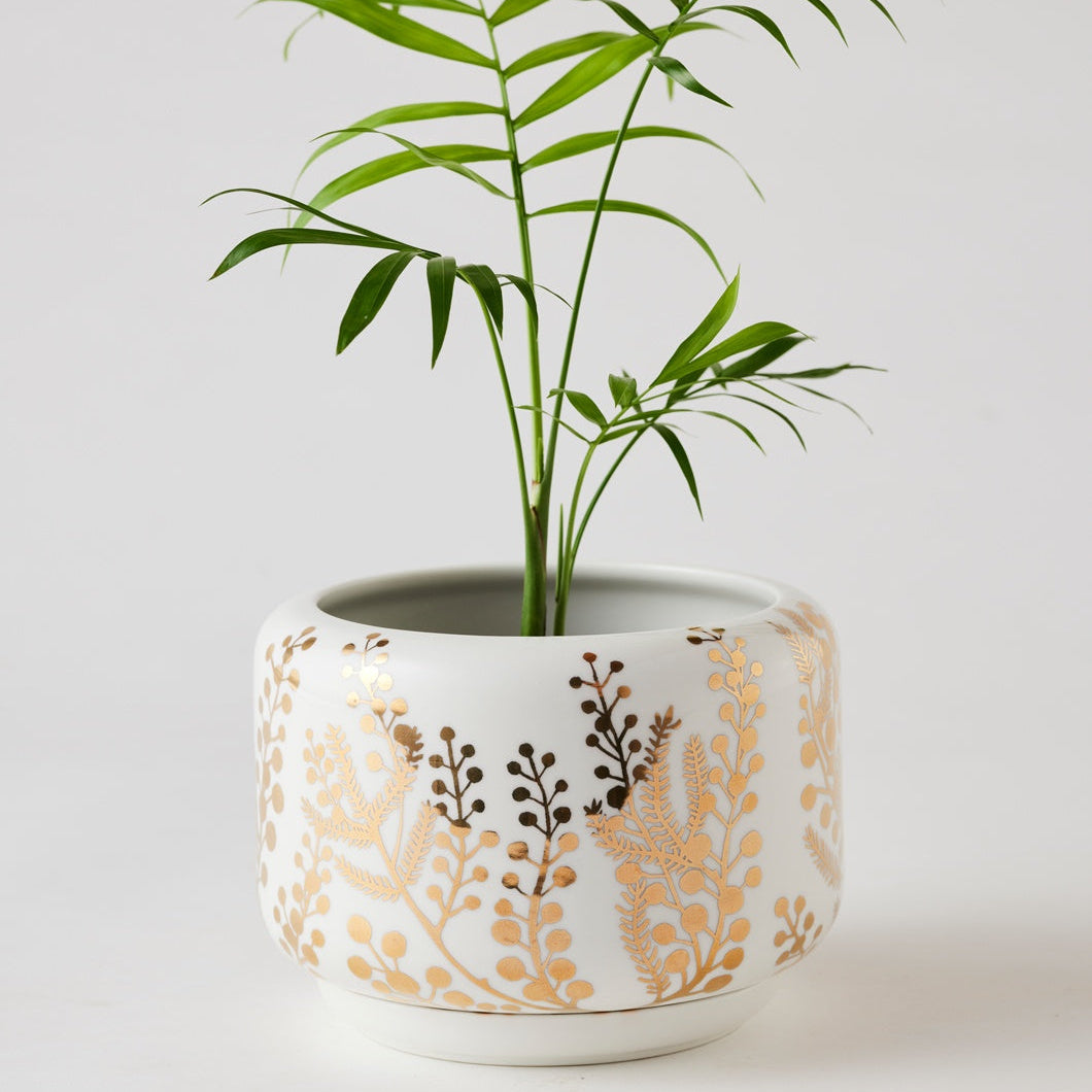 Golden Wattle Succulent Pot