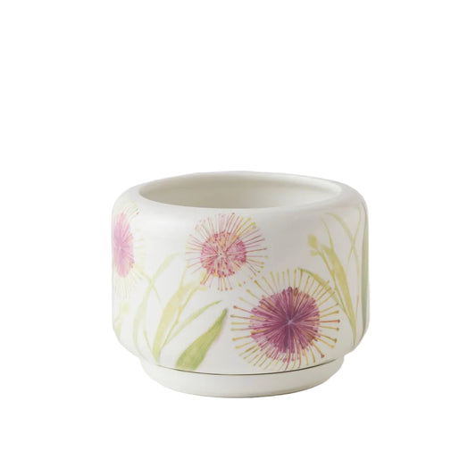 Hakea Blossom Succulent Pot