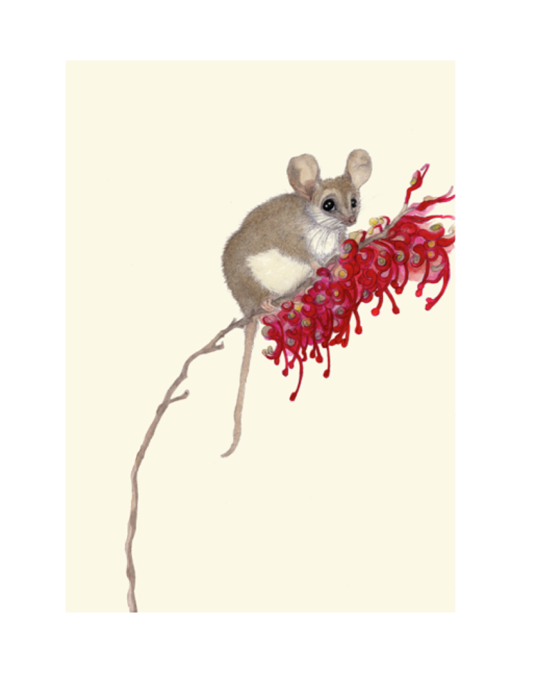 Pygmy Possum Art Print